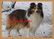 Queen of Summer della Collina dei Ciliegi