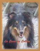 Jax della casa dei collies