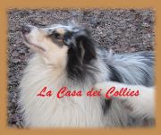 Armani Blue Jeans della Casa dei Collies