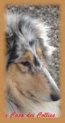 Alma Mater della Casa dei Collies