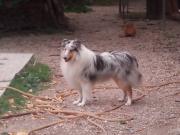 FRANZ SCHUBERT DELLA CASA DEI COLLIES