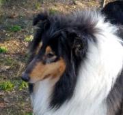 HABANERA DELLA CASA DEI COLLIES