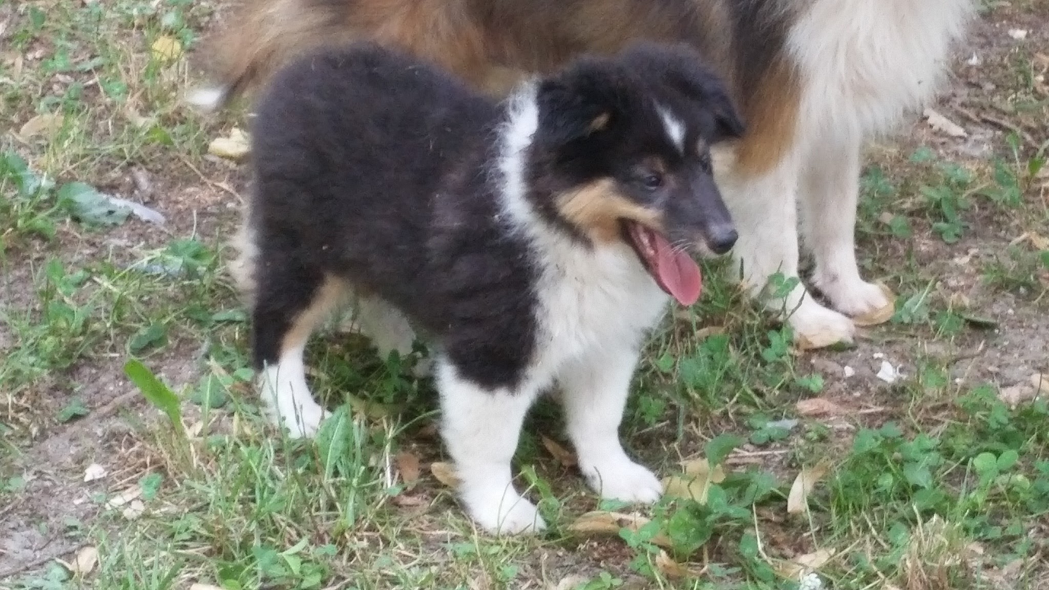 JAX della Casa dei Collies