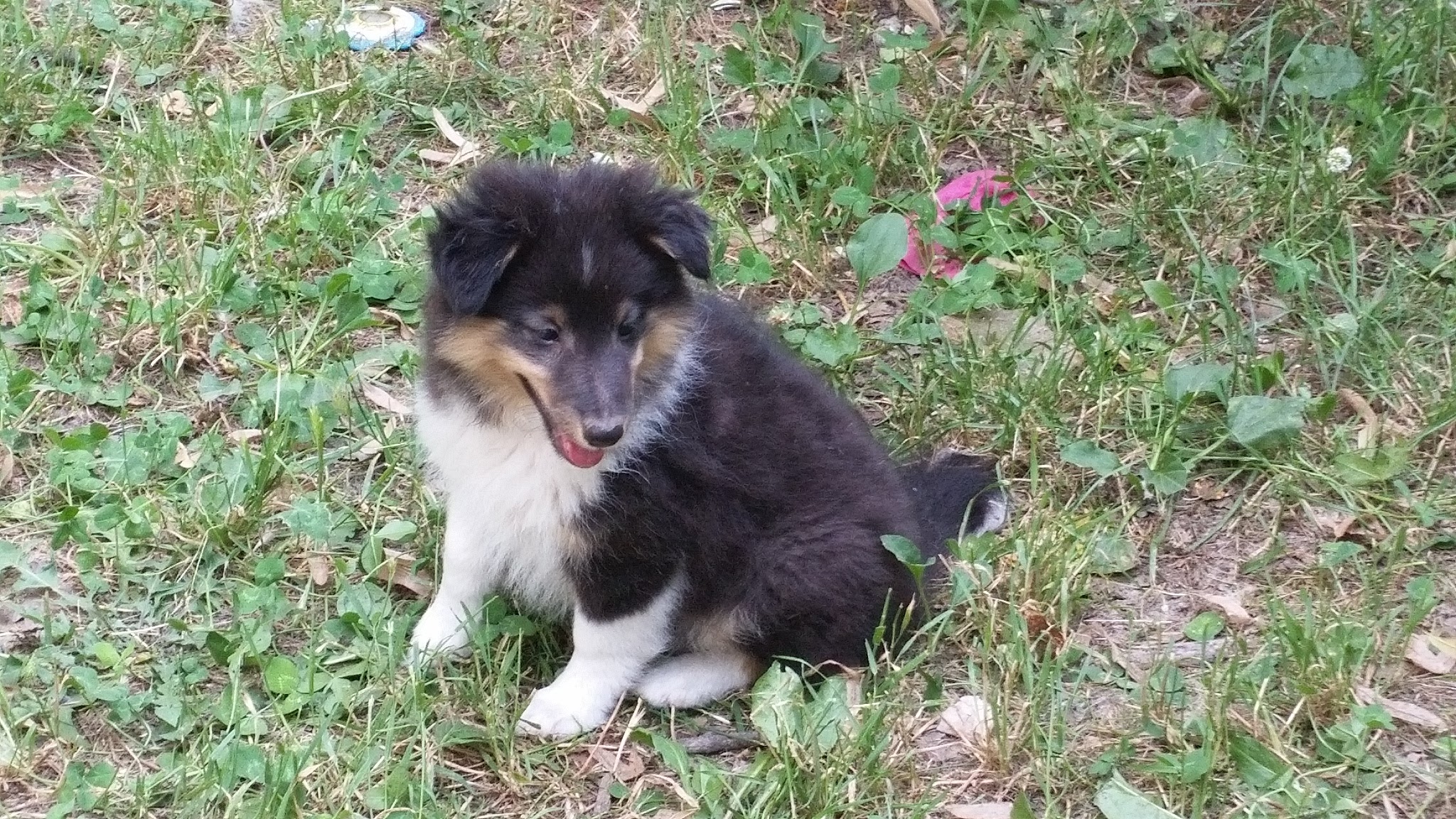 JANIS DELLA CASA DEI COLLIES