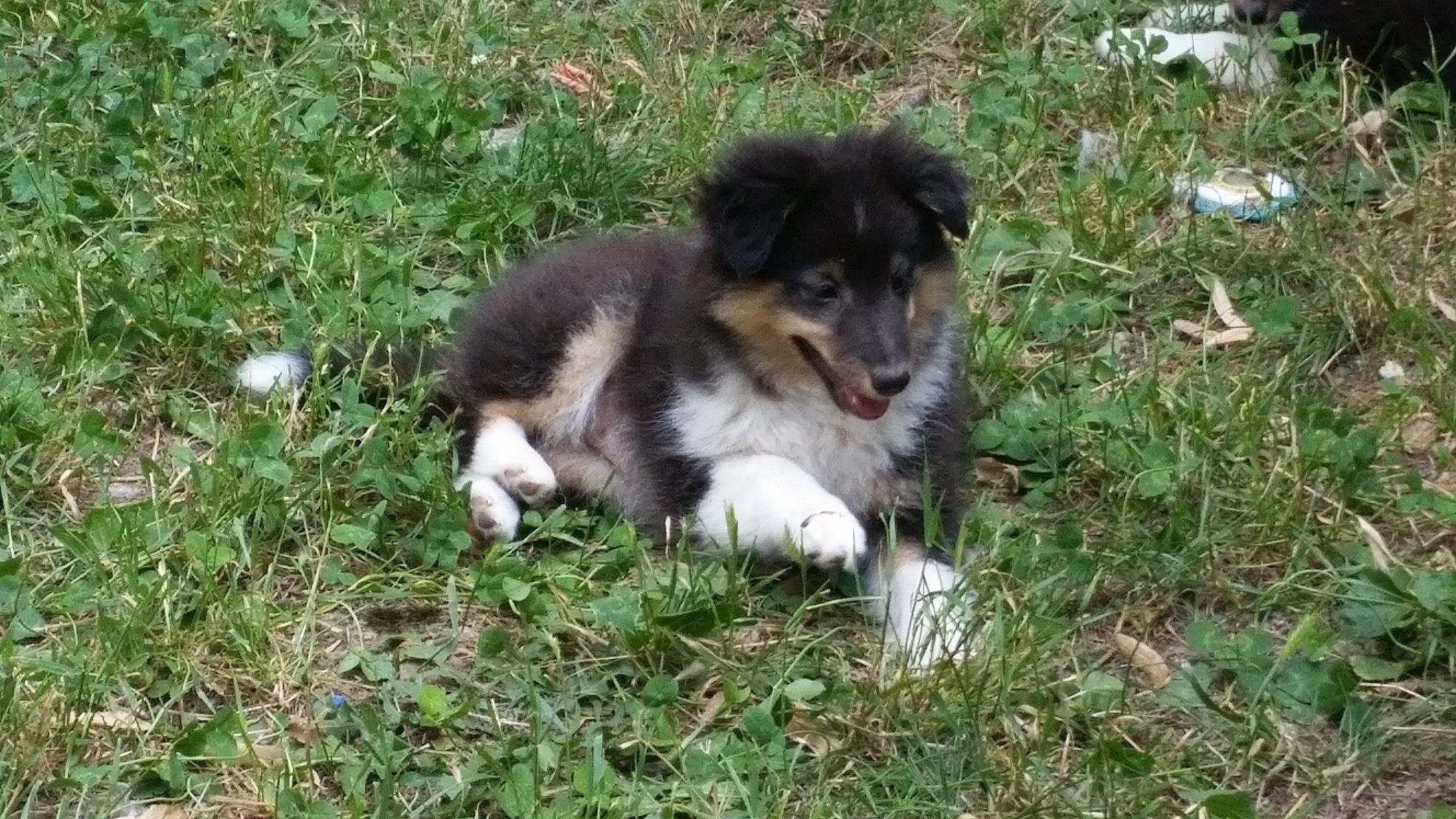 JANIS DELLA CASA DEI COLLIES