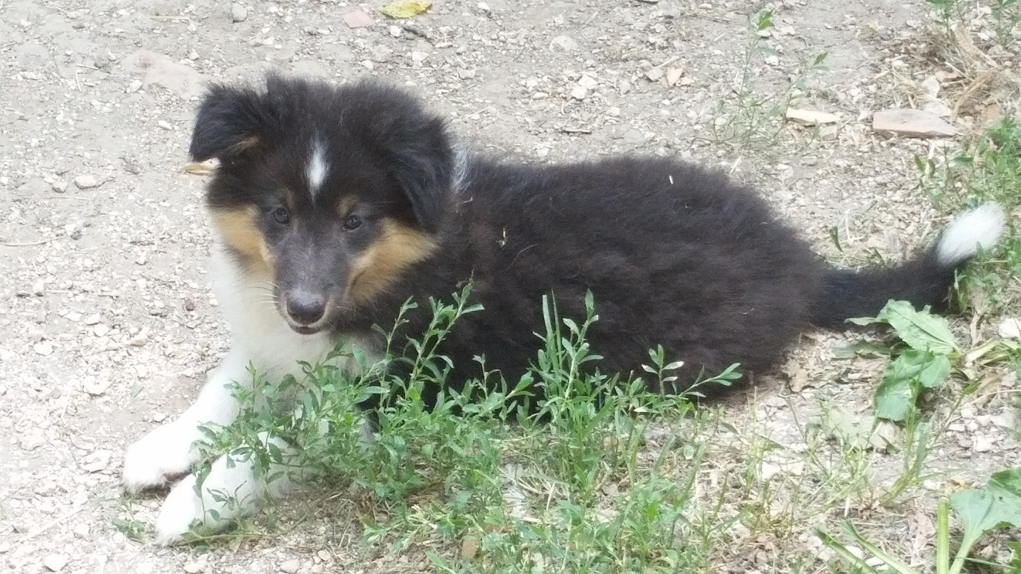 JAX della Casa dei Collies