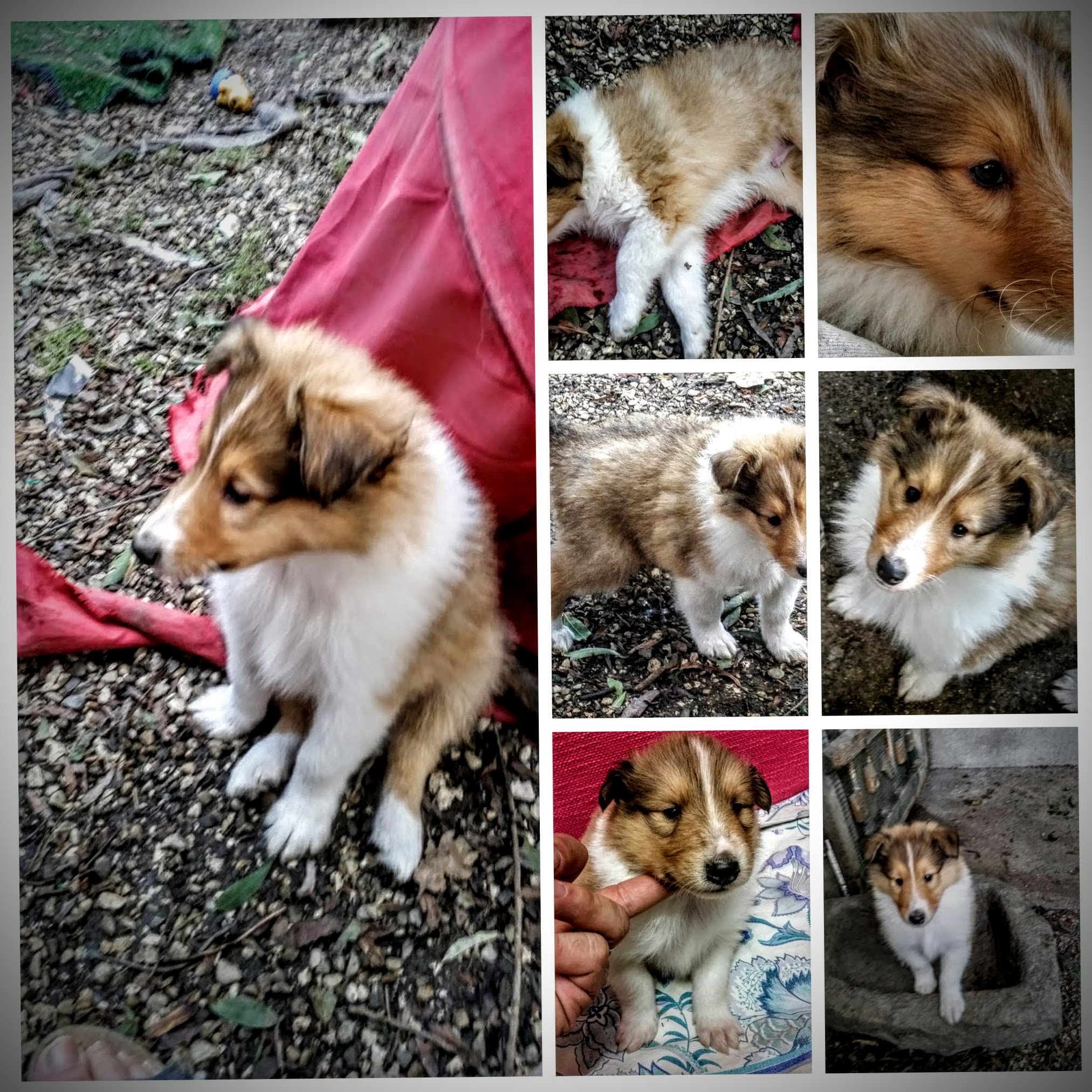 CUCCIOLI DELLA CASA DEICOLLIES